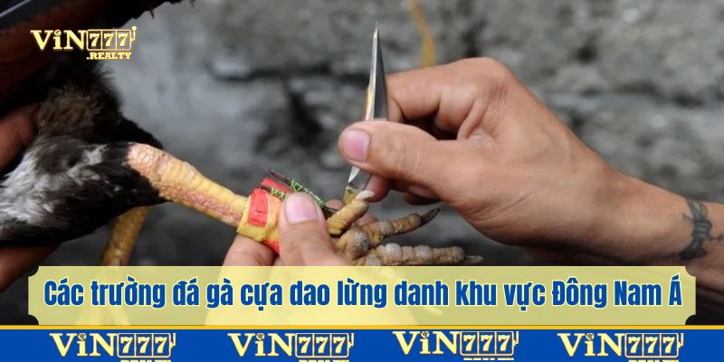 Các trường gà hội tụ những chiến kê hàng đầu khu vực
