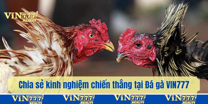 Chia sẻ kinh nghiệm săn nhiều chiến thắng tại Đá gà VIN777