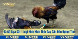 đá gà cựa sắt