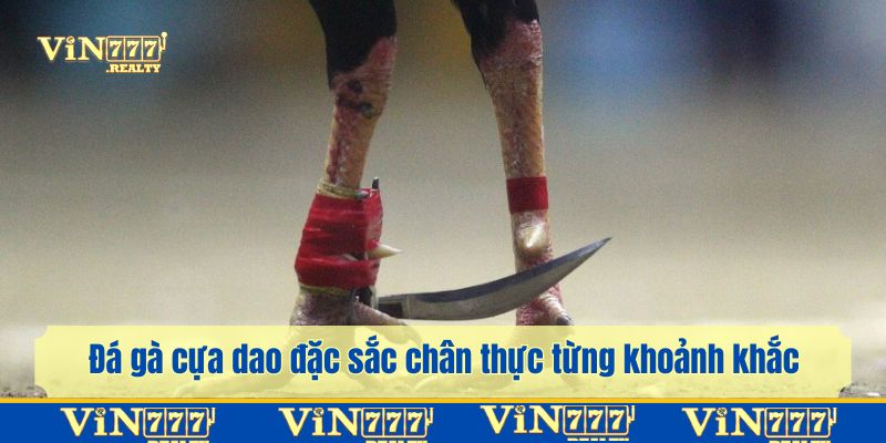 Trải nghiệm xem đá gà sắc nét, sống động thực sự