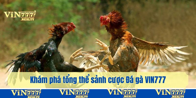 Khám phá tổng thể sảnh cược Đá gà VIN777