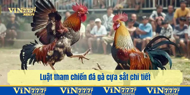 Luật tham chiến đá gà cựa sắt chi tiết