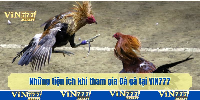 Những tiện ích bạn được trải nghiệm khi tham gia Đá gà tại VIN777