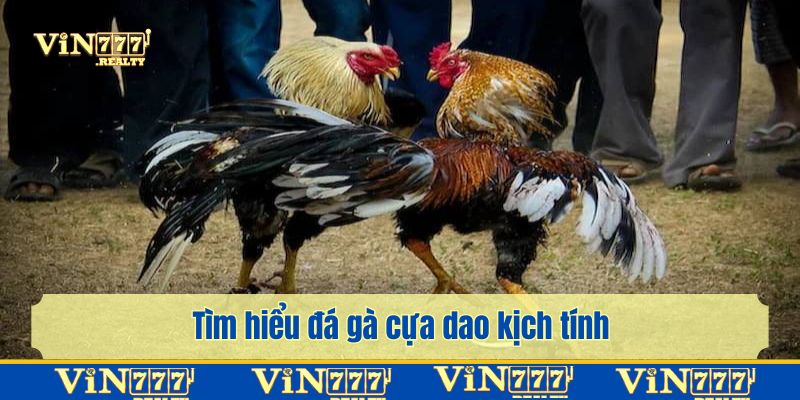 Giơi thiệu về trận đấu đá gà cựa dao đầy máu lửa