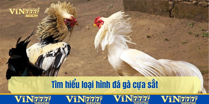 Giới thiệu bộ môn đá gà cựa sắt mãn nhãn người xem